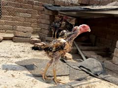 shamo chicks