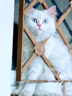 Persin cat doll face