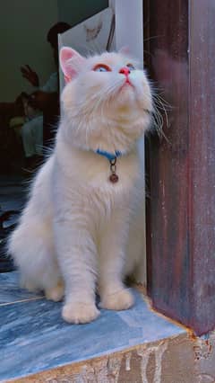 Bela cat