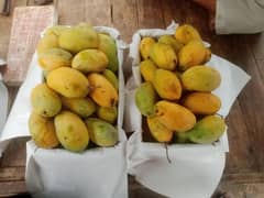 mango  Fresh Sindhri/Chaunsa Aam for Sale – Direct from fruit market