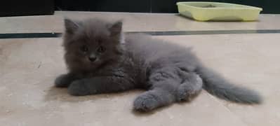 Norwegian Forest Cat