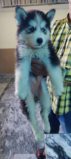 Siberian husky pure heavy bone