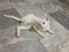 pure white cat for sale