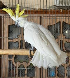 Sulphur