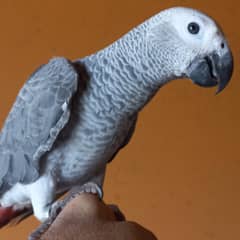african grey parrot proper self chick tammed