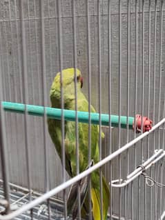 Green Parrot Baby
