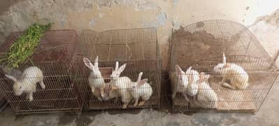 Red eye rabbits