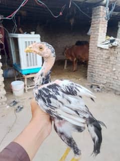 Aseel hens