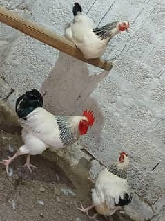 Light sussex eggs