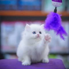 CASH ON DELIVERY,High quality triple coated punch face kittens persian
