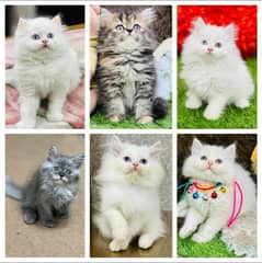 triple coated pure breed kittens cash on delivery