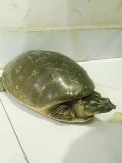 SOFTSHELL