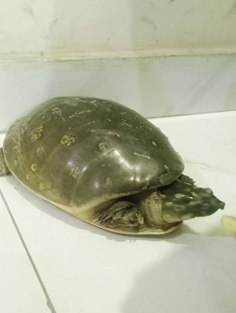 SOFTSHELL TURTLE 0