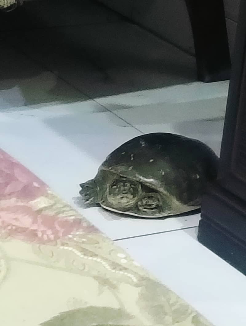 SOFTSHELL TURTLE 1