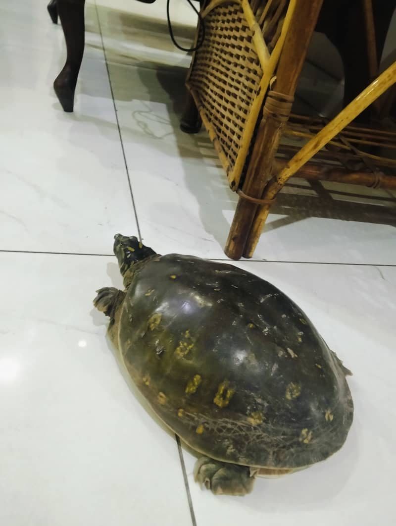 SOFTSHELL TURTLE 2