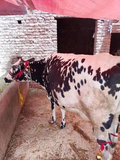 *Jearsy frizan/ cow/gaee/گائے AVAILABLE FOR SALE*