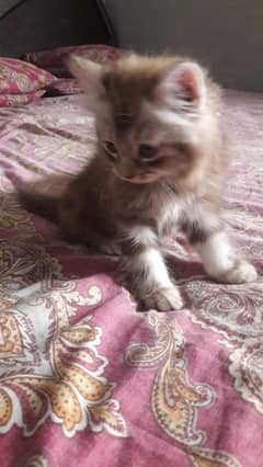 persain kitten