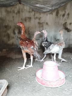 aseel chini murgha