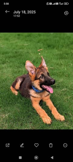 Champion Bloodline GSD Non Ped Puppy