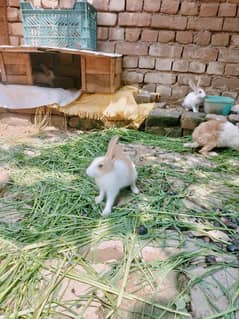 Rabbit babies