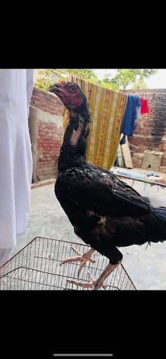Aseel hens