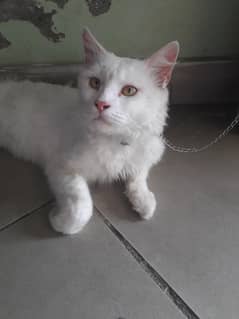 Persian