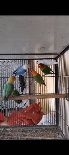 parblue split ino or albino breeder pairs