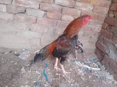 murga for sale