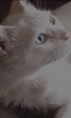 persian Kittens | Persian Cat For Sale