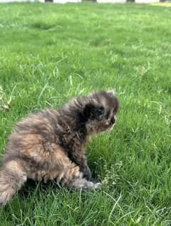 cat Male and female