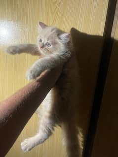 turkish angora breed / Persian cat  / cat  /persian kitten