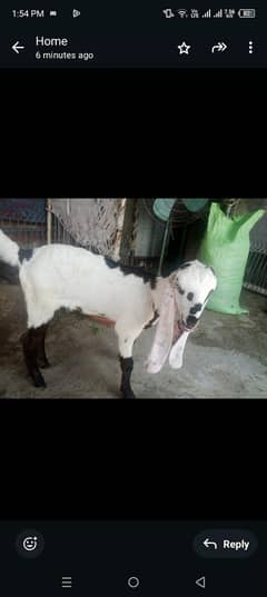 bakri