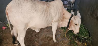 cow For Sale
