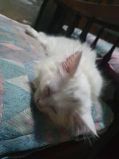 cats for sale 2 month age
