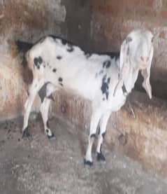 bkri for sale. . . sath 45 din k isi bkri k 3 bachy