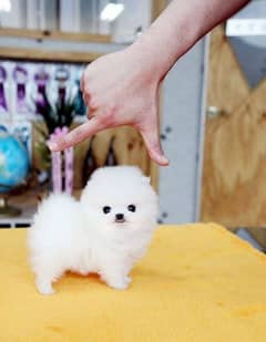 pomeranian puppies 03198435459