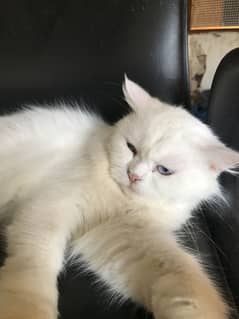 Original Persian