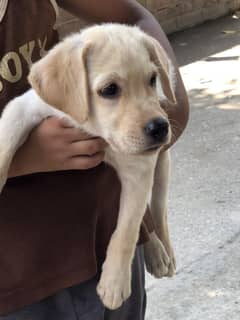 Labrador