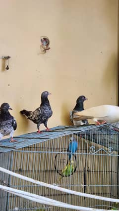 Teddy kabutaar, Fancy kabutaar, Breeder pairs , Pigeons for sale