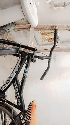 cicale