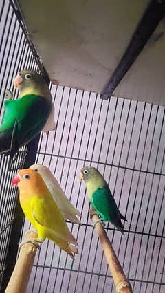 lovebird Green Fisher albino black eye Latino