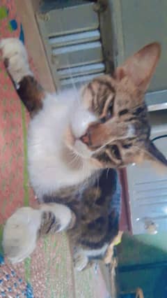 house cat