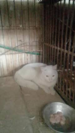 singa