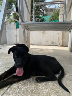 Cane Corso