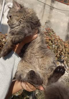 persion cat triple coated