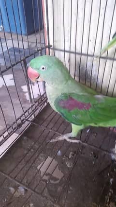 Pahari female