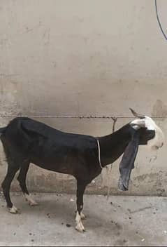 bakri