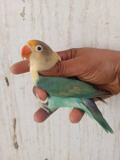 parblue split ino opline ring birds breeder pair available