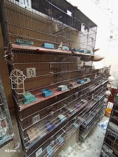 Bird Setup Forsale lump sum rate