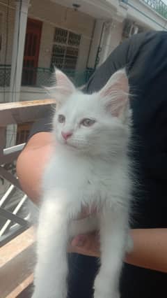 Persian